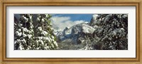 Snowy trees in winter, Yosemite Valley, Yosemite National Park, California, USA Fine Art Print