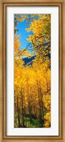 Valley with Aspen trees in autumn, Colorado, USA Fine Art Print