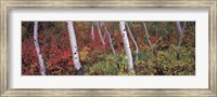 Trees in a forest Fine Art Print