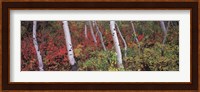 Trees in a forest Fine Art Print