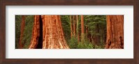 Giant sequoia trees in a forest, California, USA Fine Art Print