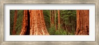 Giant sequoia trees in a forest, California, USA Fine Art Print