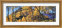 Aspen trees in autumn with mountain in the background, Maroon Bells, Elk Mountains, Pitkin County, Colorado, USA Fine Art Print