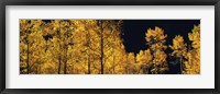 Aspen trees in autumn, Colorado, USA Fine Art Print