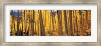 Autumn Aspen trees, Colorado, USA Fine Art Print