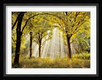 Dressed to Shine X Fine Art Print