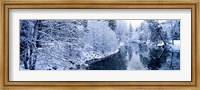 Snow covered trees along a river, Yosemite National Park, California, USA Fine Art Print