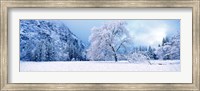 Snow covered oak trees in a valley, Yosemite National Park, California, USA Fine Art Print