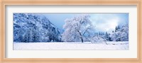 Snow covered oak trees in a valley, Yosemite National Park, California, USA Fine Art Print