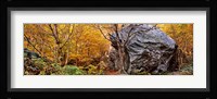 Big boulder in a forest, Stowe, Lamoille County, Vermont, USA Fine Art Print