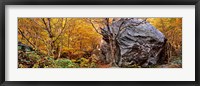 Big boulder in a forest, Stowe, Lamoille County, Vermont, USA Fine Art Print