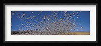 Flock of Snow geese flying, Bosque Del Apache National Wildlife Reserve, New Mexico Fine Art Print