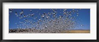 Flock of Snow geese flying, Bosque Del Apache National Wildlife Reserve, New Mexico Fine Art Print