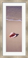 High angle view of a conch shell on the beach, Bahamas Fine Art Print