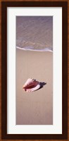 High angle view of a conch shell on the beach, Bahamas Fine Art Print