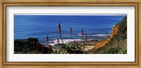 Flowers and plants on the beach, Alvor Beach, Algarve, Portugal Fine Art Print