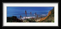 Flowers and plants on the beach, Alvor Beach, Algarve, Portugal Fine Art Print