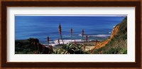 Flowers and plants on the beach, Alvor Beach, Algarve, Portugal Fine Art Print