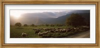 Flock of sheep grazing in a field, Feneos, Corinthia, Peloponnese, Greece Fine Art Print