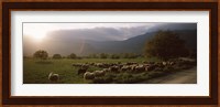 Flock of sheep grazing in a field, Feneos, Corinthia, Peloponnese, Greece Fine Art Print
