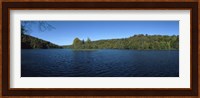 Trees in a forest at the lakeside, Plitvice Lake, Plitvice Lakes National Park, Croatia Fine Art Print