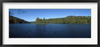 Trees in a forest at the lakeside, Plitvice Lake, Plitvice Lakes National Park, Croatia Fine Art Print