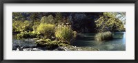 Trees and plants at the lakeside, Plitvice Lake, Plitvice Lakes National Park, Croatia Fine Art Print