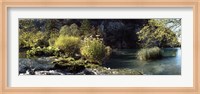 Trees and plants at the lakeside, Plitvice Lake, Plitvice Lakes National Park, Croatia Fine Art Print