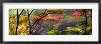 Trees in a garden, Butchart Gardens, Victoria, Vancouver Island, British Columbia, Canada Framed Print