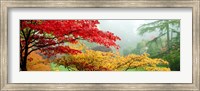 Red & Yellow Trees in Butchart Gardens, Vancouver Island, British Columbia, Canada Fine Art Print