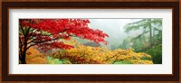 Red & Yellow Trees in Butchart Gardens, Vancouver Island, British Columbia, Canada Fine Art Print