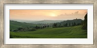 Trees on a hill, Monticchiello Di Pienza, Val d'Orcia, Siena Province, Tuscany, Italy Fine Art Print