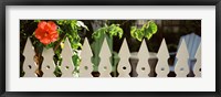 White picket fence and red hibiscus flower along Whitehead Street, Key West, Monroe County, Florida, USA Fine Art Print