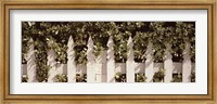 White picket fence surrounded by bushes along Truman Avenue, Key West, Monroe County, Florida, USA Fine Art Print