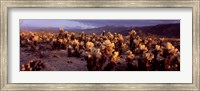 Cholla Cactus in a desert, California, USA Fine Art Print