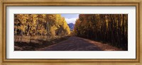 Trees both sides of a dirt road, Jackson Guard Station, Owl Creek Pass, Ridgway, Colorado, USA Fine Art Print