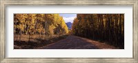Trees both sides of a dirt road, Jackson Guard Station, Owl Creek Pass, Ridgway, Colorado, USA Fine Art Print