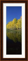 Reflection of Aspen trees in a lake, Colorado, USA Fine Art Print