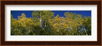 Low angle view of trees, Colorado, USA Fine Art Print