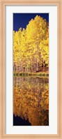Reflection of Aspen trees in a lake, Telluride, San Miguel County, Colorado, USA Fine Art Print