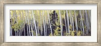 Aspen trees in a forest, Aspen, Pitkin County, Colorado, USA Fine Art Print