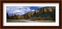 Road passing through a forest, Jackson Guard Station, Ridgway, Colorado, USA Fine Art Print