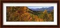 Forest, Silverton, San Juan County, Colorado, USA Fine Art Print