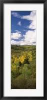 Trees on a hill, Last Dollar Road, State Highway 62, Colorado, USA Fine Art Print