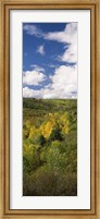 Trees on a hill, Last Dollar Road, State Highway 62, Colorado, USA Fine Art Print