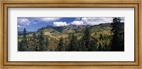 Trees on mountains, Ridgway, Colorado, USA Fine Art Print