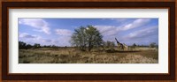 Female giraffe with its calf on the bush savannah, Kruger National Park, South Africa Fine Art Print