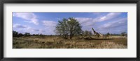 Female giraffe with its calf on the bush savannah, Kruger National Park, South Africa Fine Art Print