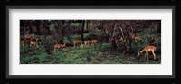 Herd of impalas (Aepyceros Melampus) grazing in a forest, Kruger National Park, South Africa Fine Art Print