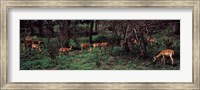 Herd of impalas (Aepyceros Melampus) grazing in a forest, Kruger National Park, South Africa Fine Art Print